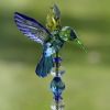 Set of 6 Assorted 22" Tall Five Tone Acrylic Hummingbird Pot Stakes