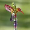 Set of 6 Assorted 22" Tall Five Tone Acrylic Hummingbird Pot Stakes