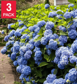 Longfield Gardens Blue Hydrangea's, 3-pack
