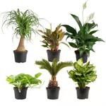 Costa Farms Assorted Houseplants in Nursery Pots, 6-pack