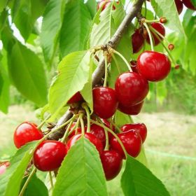 20 Cherry Seeds For Gardening And Home Improvement (Option: 1PACK)